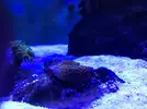 [TodoMarino.com] Acuario 230litros + 70l sump