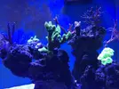 [TodoMarino.com] Acuario 230litros + 70l sump