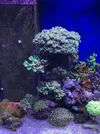 [TodoMarino.com] Configuración LED Coral Box Moon de Fish-Street.com