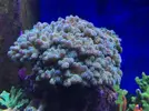 [TodoMarino.com] Configuración LED Coral Box Moon de Fish-Street.com