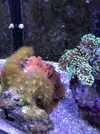[TodoMarino.com] Configuración LED Coral Box Moon de Fish-Street.com