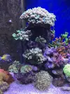 [TodoMarino.com] Configuración LED Coral Box Moon de Fish-Street.com