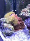 [TodoMarino.com] Configuración LED Coral Box Moon de Fish-Street.com