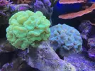 [TodoMarino.com] Configuración LED Coral Box Moon de Fish-Street.com