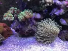 [TodoMarino.com] Configuración LED Coral Box Moon de Fish-Street.com