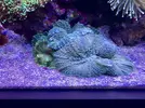 [TodoMarino.com] Configuración LED Coral Box Moon de Fish-Street.com