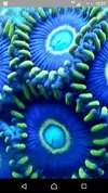 [TodoMarino.com] Blue hornet red hornet y rastas envio - Asturias