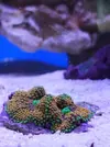 [TodoMarino.com] Mini Reef