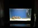 [TodoMarino.com] Me presento con mi nuevo acuario