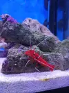 [TodoMarino.com] Mini Reef