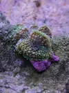 [TodoMarino.com] Mini Reef