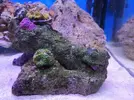 [TodoMarino.com] Mini Reef