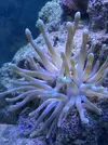 [TodoMarino.com] Taller - Solo Anemonas ... todo lo que siempre has querido saber...