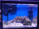 [TodoMarino.com] Mini Reef
