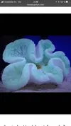 [TodoMarino.com] Anémona stichodactyla haddoni verde fluor - Madrid