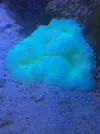 [TodoMarino.com] Anémona stichodactyla haddoni verde fluor - Madrid