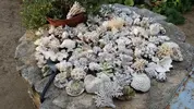 [TodoMarino.com] esqueletos de coral- MADRID - madrid