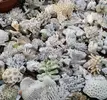[TodoMarino.com] esqueletos de coral- MADRID - madrid