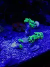 [TodoMarino.com] Vendo varios esquejes de zoanthus y euphylia - Madrid