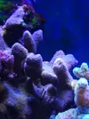 [TodoMarino.com] Varios sps, caulastreas y zoos. Desde 10€ - Vitoria y envíos!!