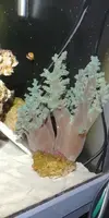 [TodoMarino.com] Cambio arboles de kenia por otros corales (valencia)