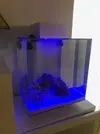 [TodoMarino.com] Saludos desde Barcelona con Nano Marino Fluval Edge 2 46 litros + Sump