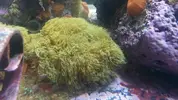 [TodoMarino.com] Rocas con Coral Blando BCN - Caldes de Montbui
