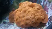 [TodoMarino.com] Rocas con Coral Blando BCN - Caldes de Montbui