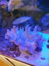 [TodoMarino.com] Vendo Lobophiton+zoos+roca Madrid - Villanueva del Pardillo, Madrid