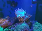 [TodoMarino.com] Vendo Lobophiton+zoos+roca Madrid - Villanueva del Pardillo, Madrid