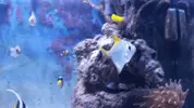 [TodoMarino.com] Vendo peces. Alcalá de Henares. - Alcalá de Henares