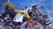 [TodoMarino.com] Vendo peces. Alcalá de Henares. - Alcalá de Henares