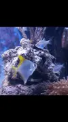 [TodoMarino.com] Vendo peces. Alcalá de Henares. - Alcalá de Henares