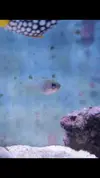 [TodoMarino.com] Vendo peces. Alcalá de Henares. - Alcalá de Henares