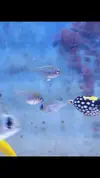 [TodoMarino.com] Vendo peces. Alcalá de Henares. - Alcalá de Henares