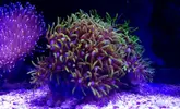 [TodoMarino.com] Desmonte acuario 195€