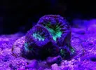 [TodoMarino.com] Desmonte acuario 195€