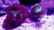 [TodoMarino.com] Desmonte acuario 195€