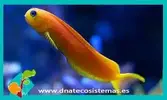 [TodoMarino.com] Vendo peces - Barcelona