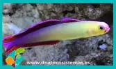 [TodoMarino.com] Vendo peces - Barcelona