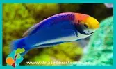 [TodoMarino.com] Vendo peces - Barcelona