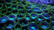 [TodoMarino.com] OFERTA ZOANTHUS!
