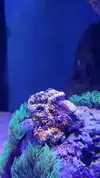 [TodoMarino.com] Desmonte acuario 195€