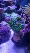 [TodoMarino.com] Desmonte acuario 195€