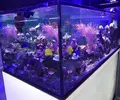 [TodoMarino.com] acuario 1000 litros - La Línea de la Concepción