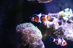 [TodoMarino.com] Reef 120L