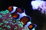 [TodoMarino.com] Reef 120L