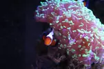 [TodoMarino.com] Reef 120L