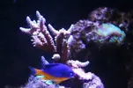 [TodoMarino.com] Reef 120L