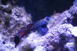[TodoMarino.com] Reef 120L
